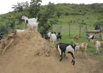 cross breed goats
